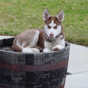 Meet your Posher, Gina